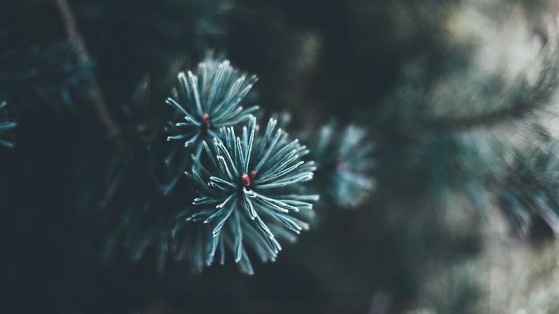 Csabai Advent