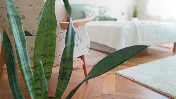 Tulipán Apartman
