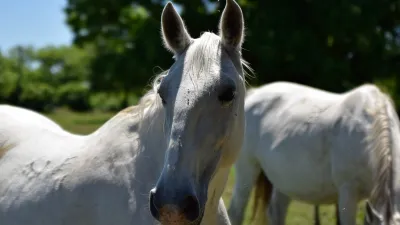 lipicai-menes-visitkigyos-29