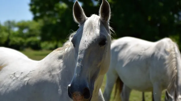 lipicai-menes-visitkigyos-29